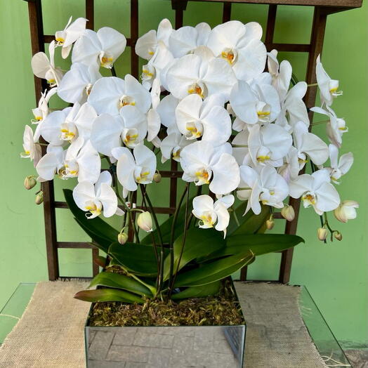 Arranjo especial de Orquideas