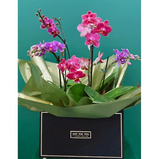 Box Mini Orquideas