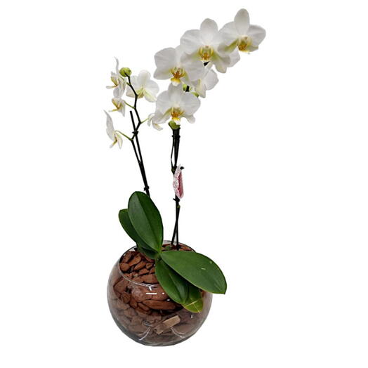 Mini Orquidea Branca no Vidro