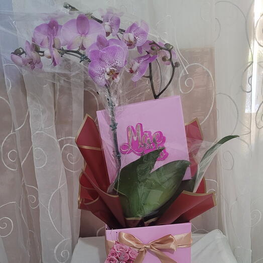 Orquidea Phaleanopsis cascata solta 2 astes