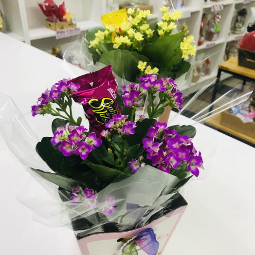 Flores em caixa Kalandiva