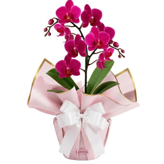 Orquidea Media para Presente (Escolha a cor)