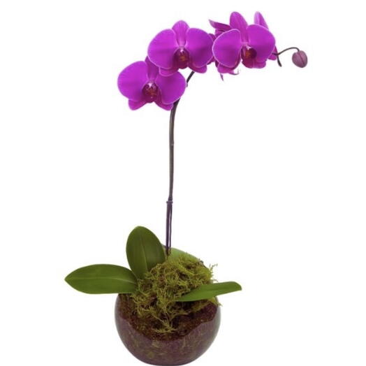 Orquidea Plantada Lilas No Aquario