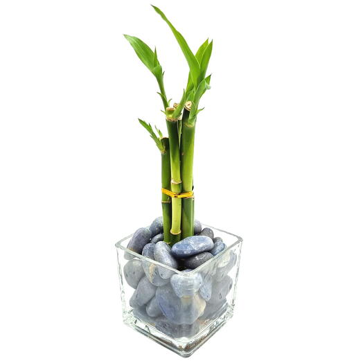 Vaso de Vidro com Bambu da Sorte e Quartzo Azul (6 Hastes)