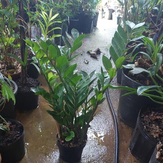 Planta de interior Zamioculca Pt12