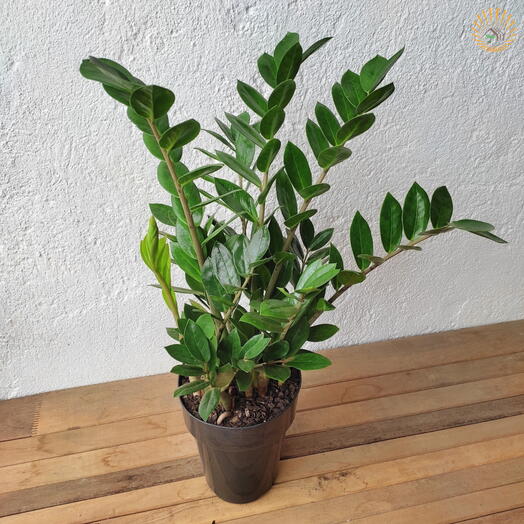 Zamioculca - Planta da Fortuna