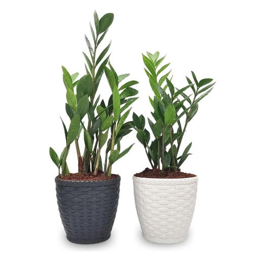 Par de Vasos Yin Yang com Planta Zamioculca (Planta da Fortuna)