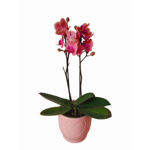 Orquidea midi em vaso de cerâmica