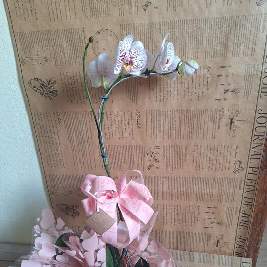 Planta de Interior Orquidea