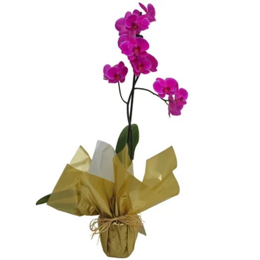 Orquidea Phalaenopsis Presente