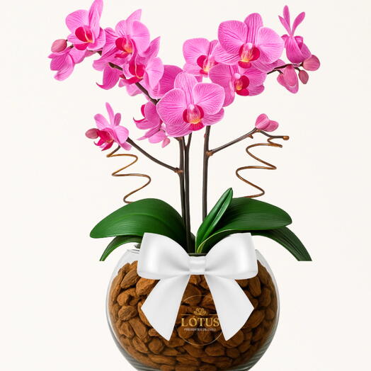 Orquidea no Aquario de Vidro - Diversas Cores