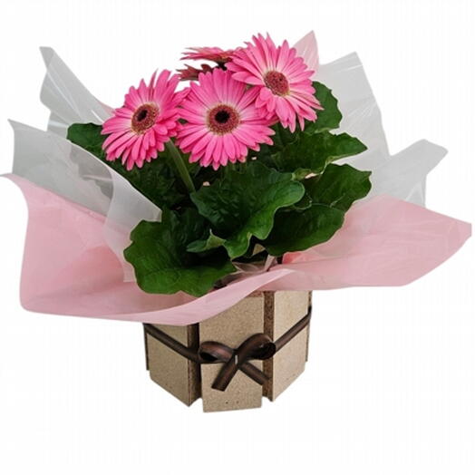 Gerbera Cor Pink Plantada