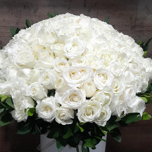 100 Rosas Brancas