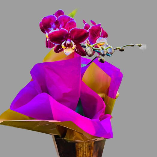 Orquidea Cachepot