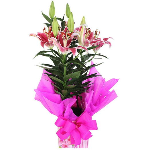 Lirio Plantado Rosa ou Branco