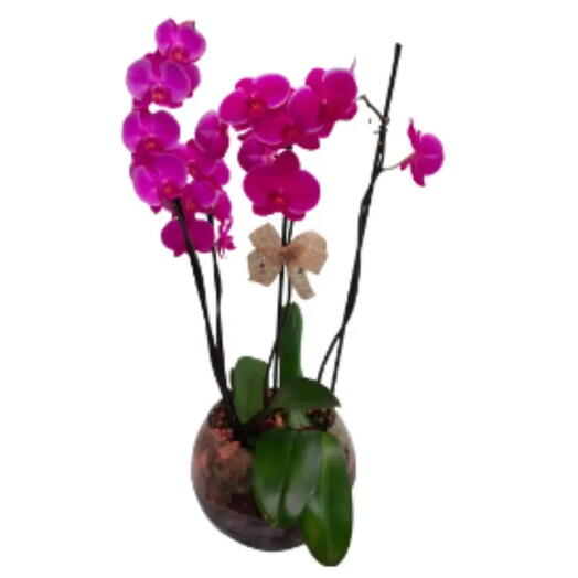 Orquidea Phalaenopsis no Vidro Decorado