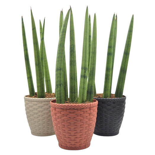 Cachepot Rattan com Planta Lança de São Jorge