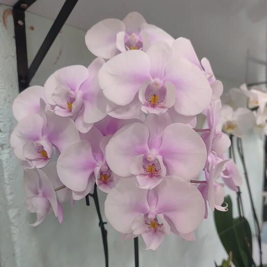 Orquidea Phalaenopses Lilas