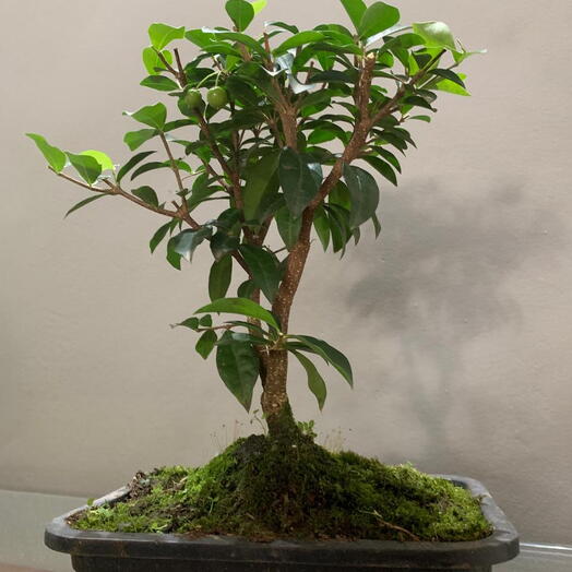 Pre bonsai acerola