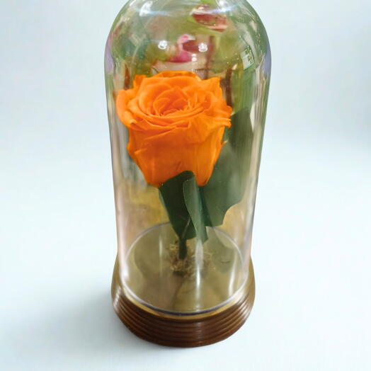 Rosa Encantada- Laranja Clara